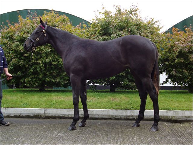 Dane Street third in premier handicap