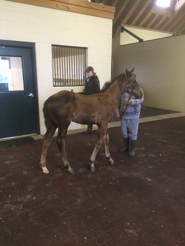 Data Dependent third at Belmont Park on 31st May 2018