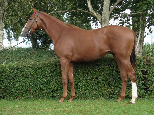 Danger Bay wins at Hamilton on 26th June 2025
