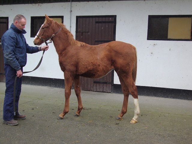 Danger Bay wins at Redcar on 25th May 2026