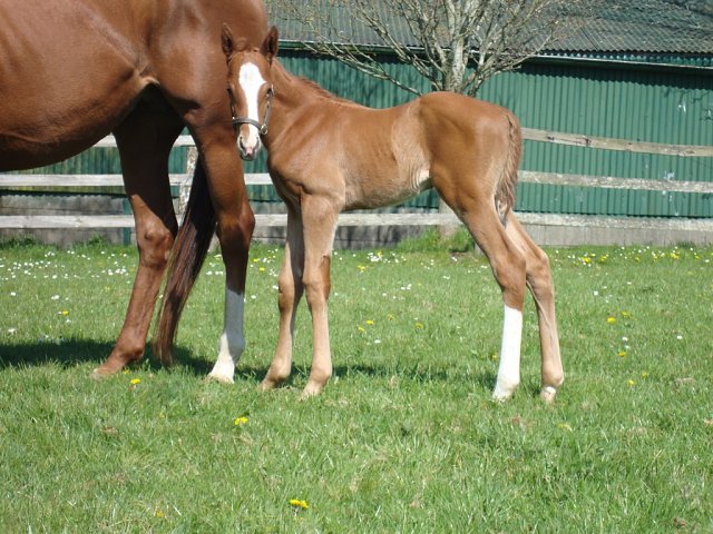 Danger Bay wins at Hamilton on 26th June 2025