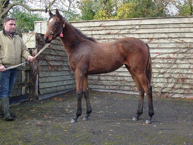 Danse Rouge wins in Germany