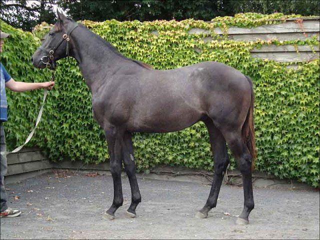 Dark Profit wins at Chelmsford