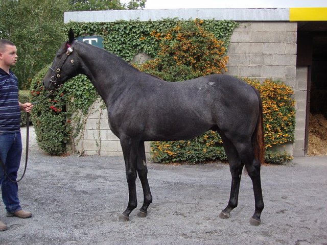 Dark Profit wins at Ayr