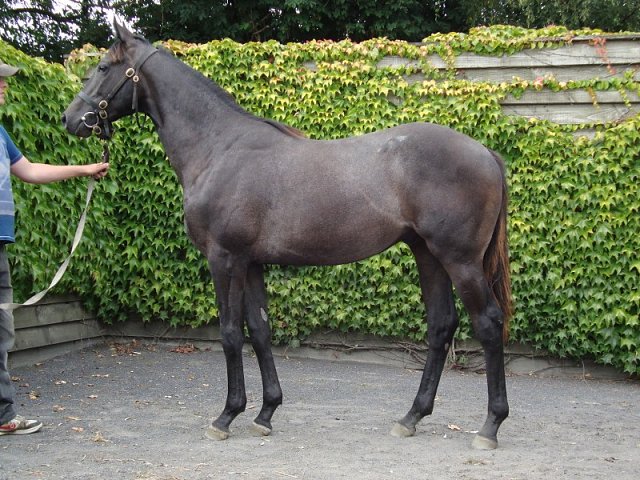 Dark Profit wins at Ayr