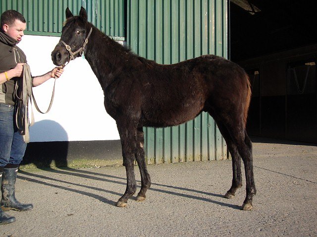Dark Profit wins at Carlisle