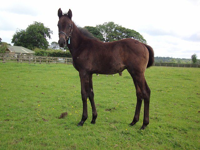 Dark Profit wins at Ayr