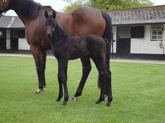 Dark Profit wins at Carlisle