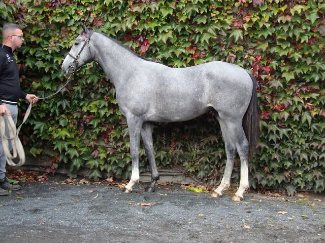 Dark Shift wins at Ascot on 3rd September 2021