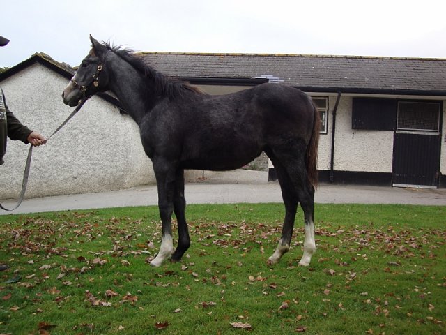 Dark Shift wins at Ascot on 1st October 2021
