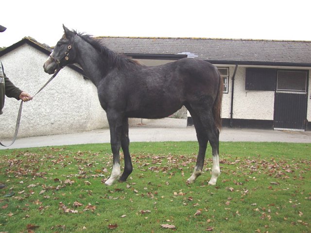 Dark Shift third at Ascot on 23rd July 2022