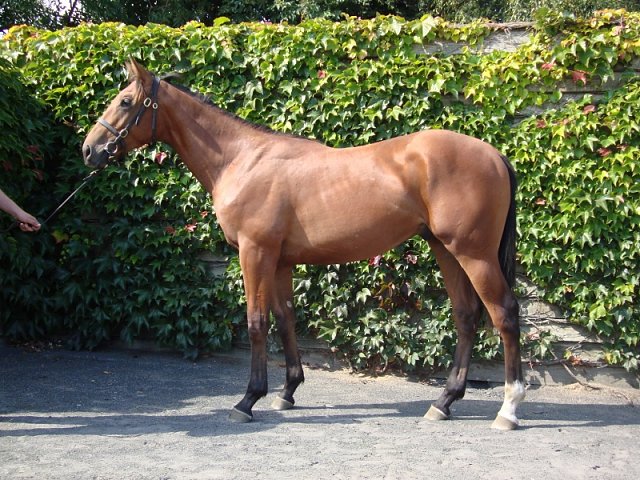 Dark Titan wins at Wolverhampton