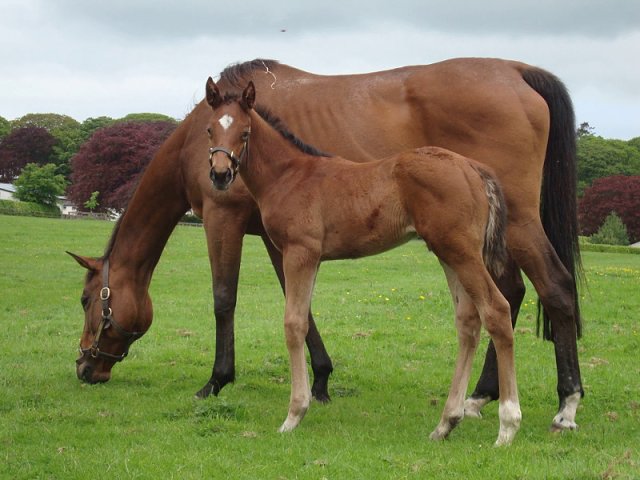 Dark Titan second at Wolverhampton