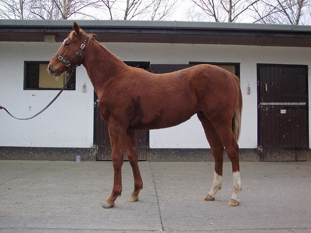 Dawn Calling wins at Dusseldorf on 15th June 2019