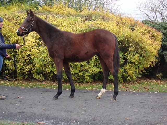 Deputy second on racecourse debut at Thirsk on 16th June 2020