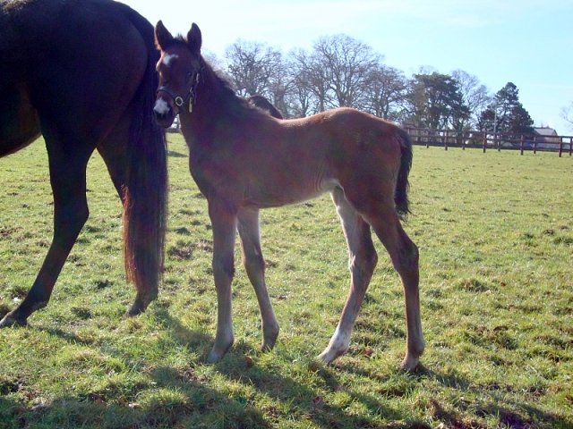 Deputy wins at Lingfield on 31st July 2021