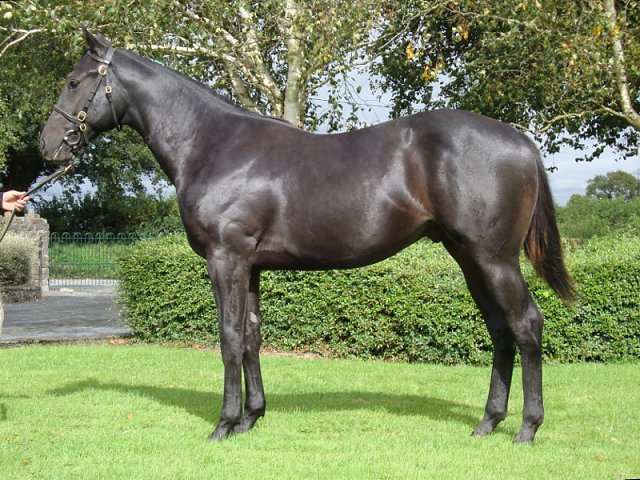 Detail second in Listed Rose Bowl Stakes at Newbury on 16th July 2021