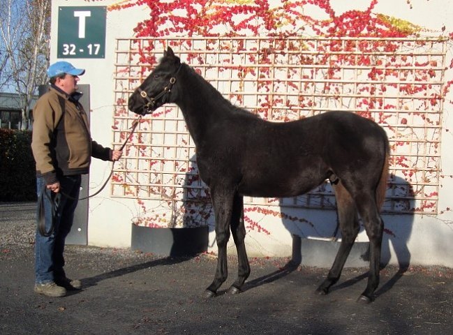 Coming Patch wins at Sha Tin on 1st January 2023