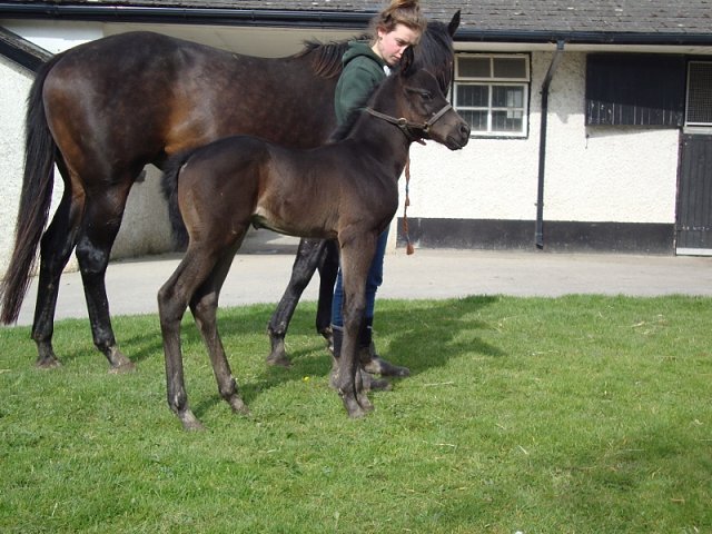 Detail second in Listed Rose Bowl Stakes at Newbury on 16th July 2021