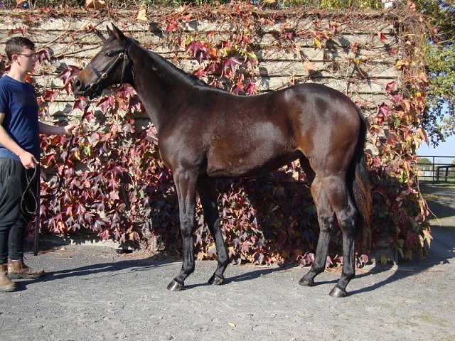 Diamond Jill second at Wolverhampton on 11th December 2021