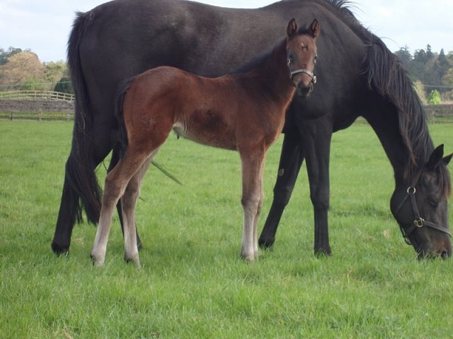 Diamond Jill second at Southwell on 17th February 2023
