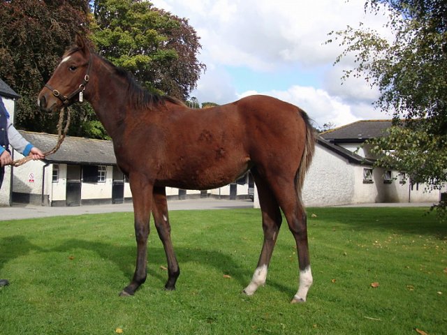 Dinard Rose wins at the Curragh on 17th July 2021