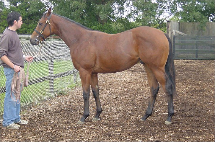 Divertimenti second at Wolverhampton