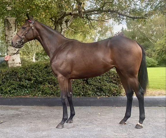 Divide And Conquer second on racecourse debut at Ascot on 4th September 2026