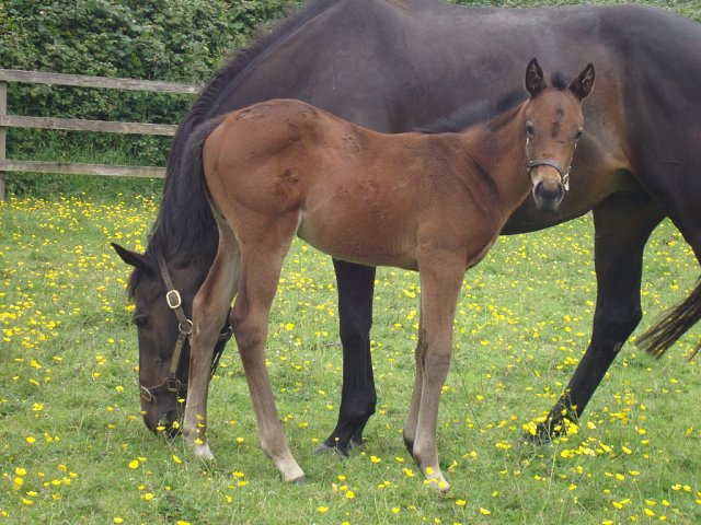 Divide And Conquer second on racecourse debut at Ascot on 4th September 2026