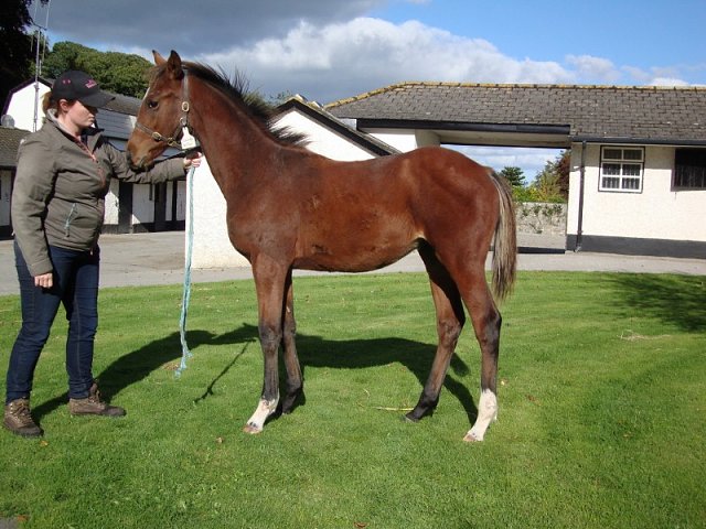 Donnelly's Rainbow second at Ayr on Friday 18th September 2020