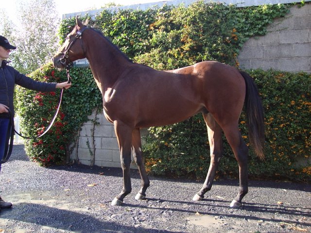Downdraft wins Listed race at Down Royal on 26th July 2019