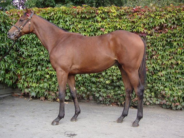 Downdraft wins Listed race at Down Royal on 26th July 2019