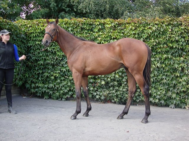Downdraft wins Listed race at Down Royal on 26th July 2019