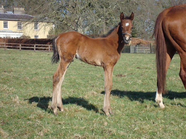 Downdraft wins Listed race at Down Royal on 26th July 2019