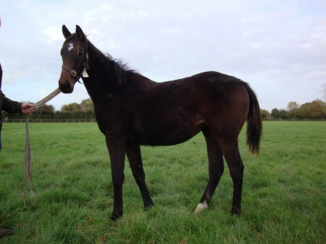 Dromana wins at Limerick on 21st June 2019