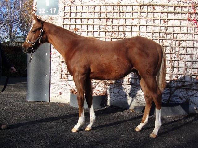Dublin's Knight second at Gulfstream Park on 8th March 2025