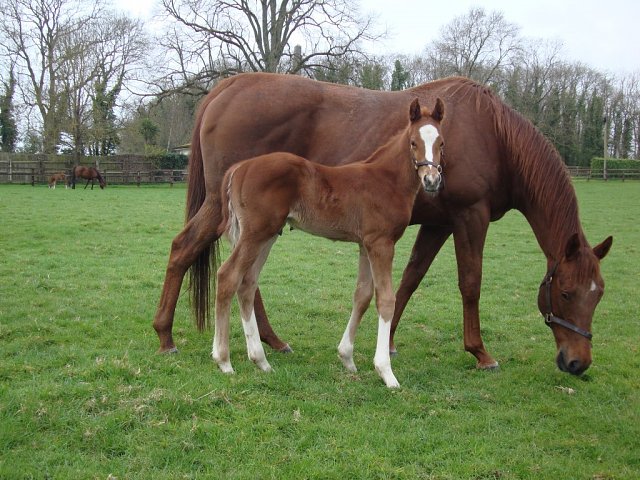 Dublin's Knight second at Gulfstream Park on 25th January 2025