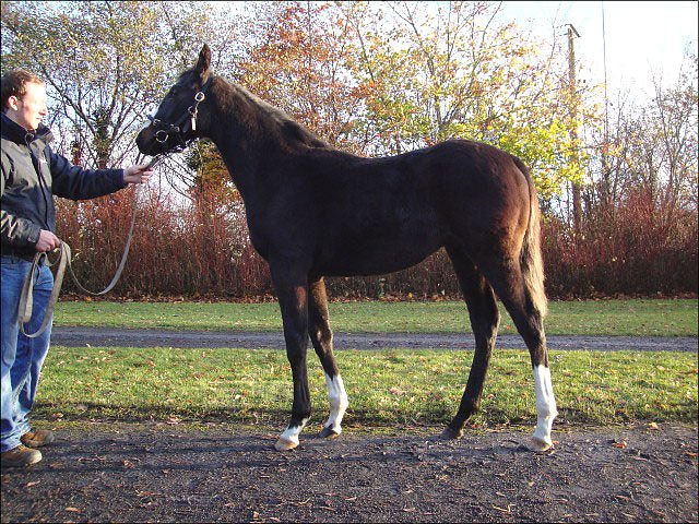 Duke of Zamindar wins in Poland