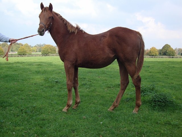Dupioni third at Newmarket on 21st June 2019