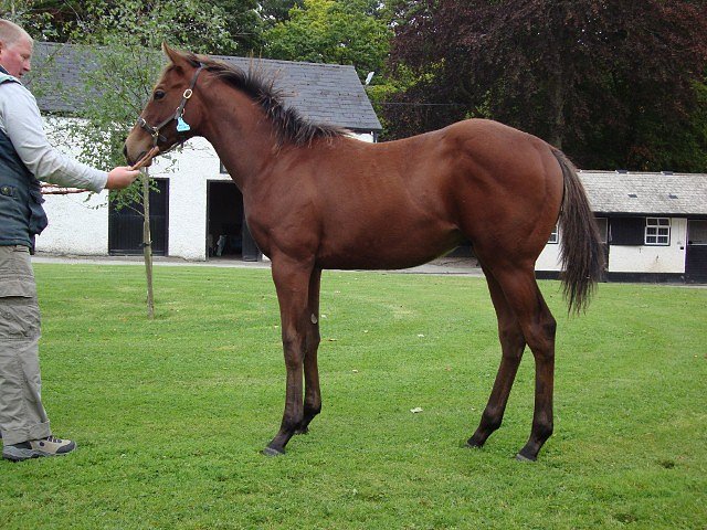Eastern Impact second at Newmarket on 9th June 2018