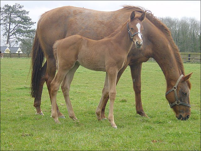 Edmaaj wins at Pontefract