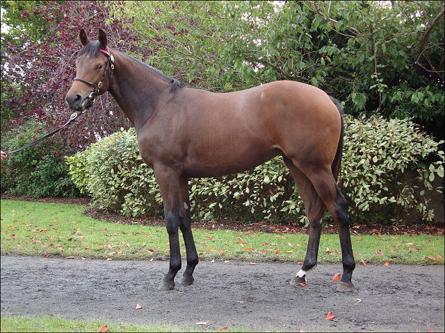 Elusive Laurence second at Killarney