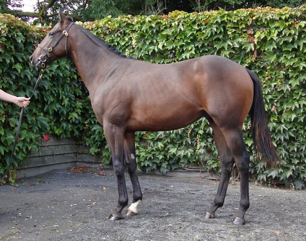 Emperor Supreme third at Redcar on 3rd October 2020