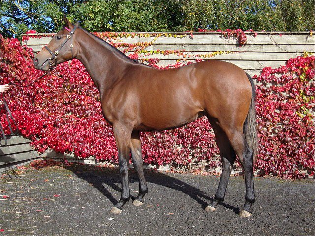 Enraptured second in fillies maiden at Newmarket