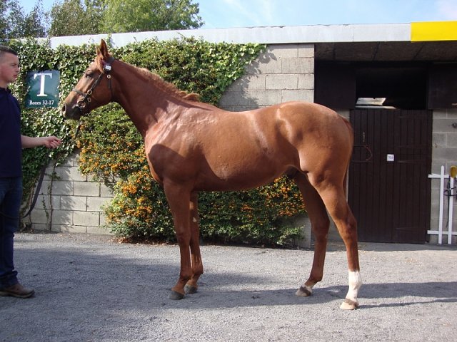 Ernststavroblofeld third at Yarmouth