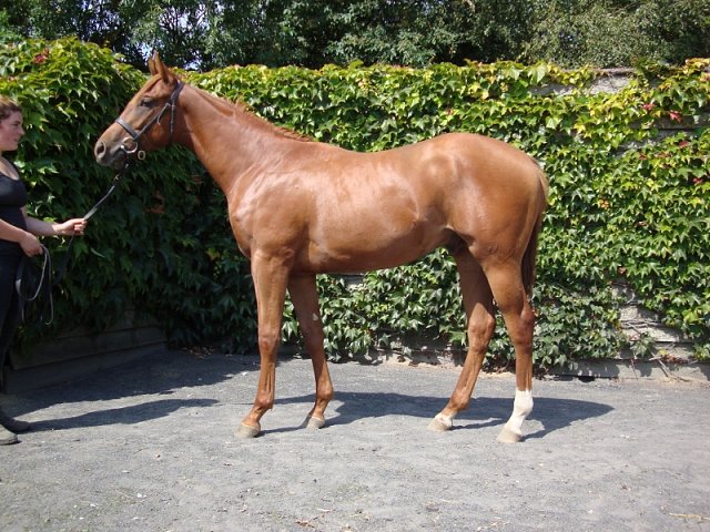 Ernststavroblofeld third at Yarmouth
