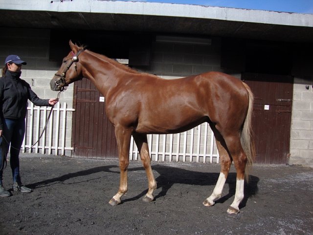 Exec Chef wins at Newbury on 17th August 2018