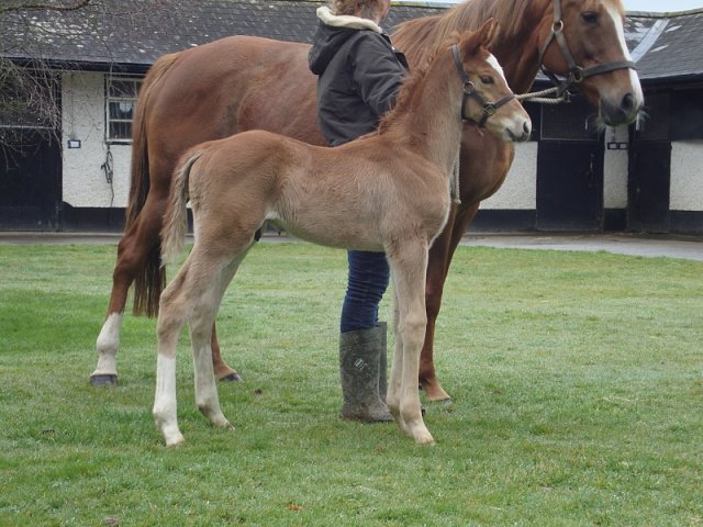 Exec Chef third at Sandown on 13th June 2020