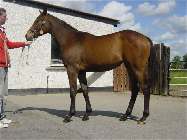 Fairest Isle third at Kempton