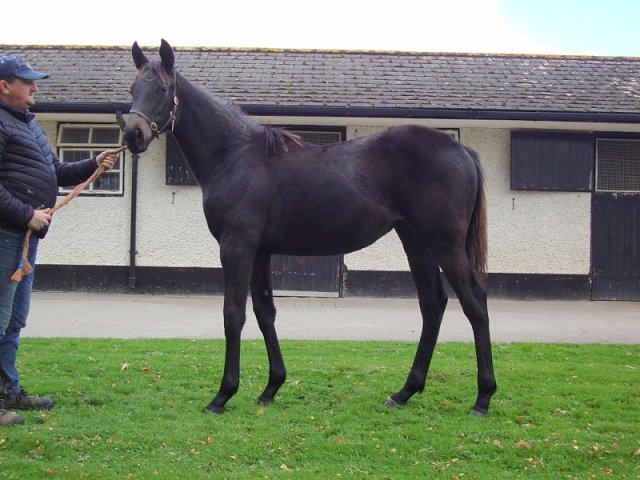 Fakhra second at Chepstow on racecourse debut on 2nd June 2023